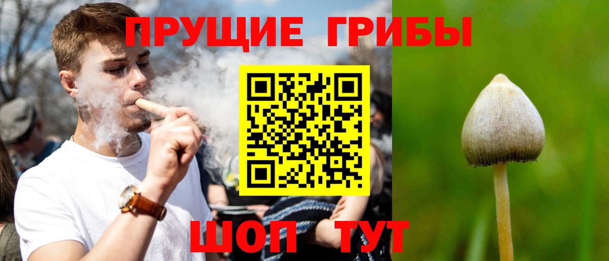 Сосновый Бор  Галлюциногенные грибы Cubensis  сколько стоит  Вход с VPN  Галлюциногенные грибы GOLDEN TEACHER 